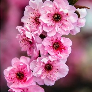 Meet your Posher, Scarlett